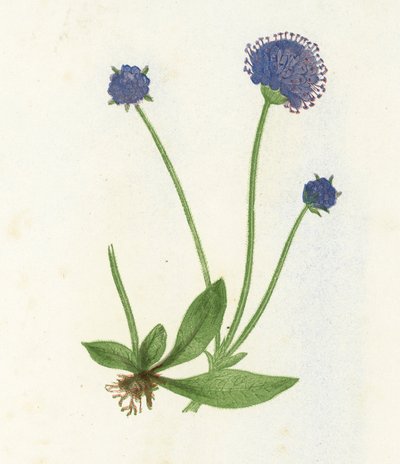 Premorse Scabious、Scabiosa Succisa 作： English School